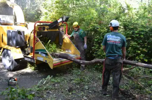 tree services Old Mystic